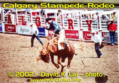 Cowboy on bucking bronko at Canada's Calgary Stampede-rodeo, a David Lai photo